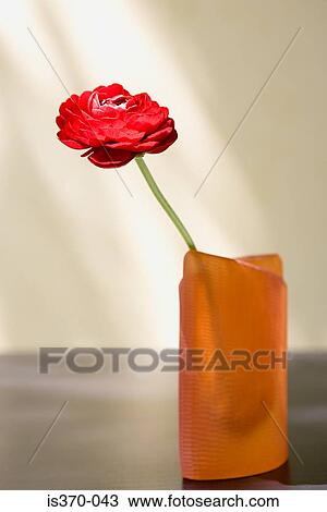 Ranunculus View Large Photo Image Stock Image - Ranunculus. Fotosearch