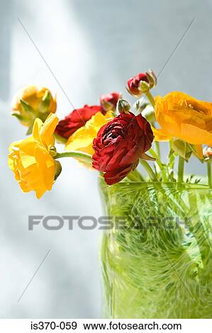 Stock Photo - Ranunculus. Fotosearch