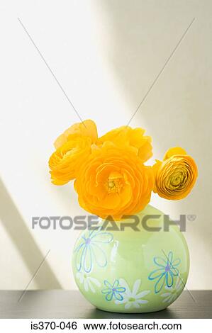 Stock Photograph - Ranunculus. Fotosearch