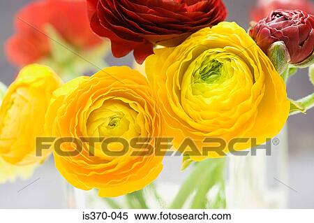 Ranunculus View Large Photo Image Stock Photography - Ranunculus. Fotosearch