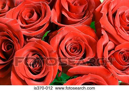 Roses View Large Photo Image Stock Image - Roses. Fotosearch