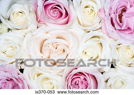 Roses View Large Photo Image Stock Image - Roses. Fotosearch