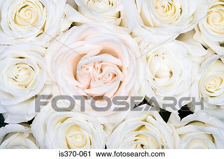 Roses View Large Photo Image Stock Image - Roses. Fotosearch