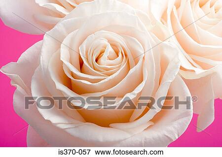 Roses View Large Photo Image Stock Photo - Roses. Fotosearch