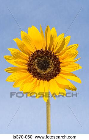 Sunflower View Large Photo Image Stock Image - Sunflower. Fotosearch