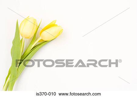 Tulip View Large Photo Image Stock Image - Tulip. Fotosearch