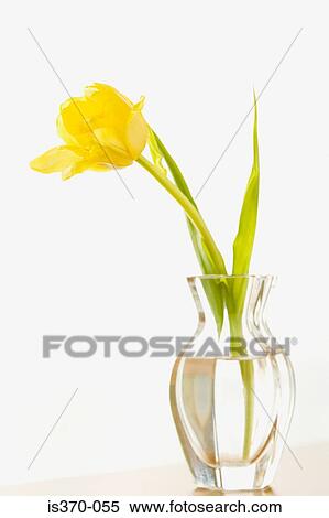 Tulip View Large Photo Image Stock Photography - Tulip. Fotosearch