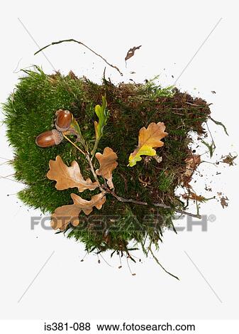 Acorns View Large Photo Image Stock Photo - Acorns. Fotosearch