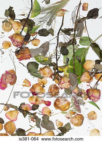 Dead roses View Large Photo Image Picture - Dead roses. Fotosearch