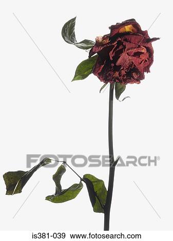 Dying rose View Large Photo Image Stock Photo - Dying rose. Fotosearch