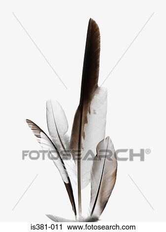 Feathers View Large Photo Image Stock Image - Feathers. Fotosearch
