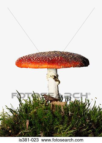Fly agaric View Large Photo Image Stock Image - Fly agaric. Fotosearch