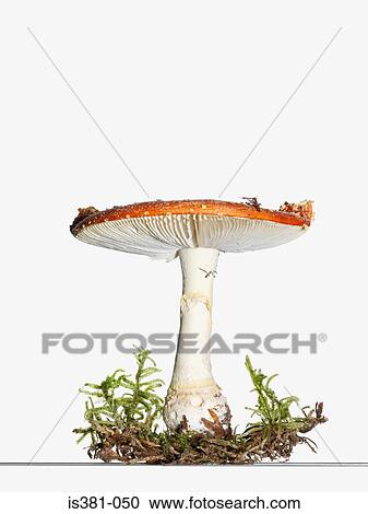 Fly agaric View Large Photo Image Stock Image - Fly agaric. Fotosearch