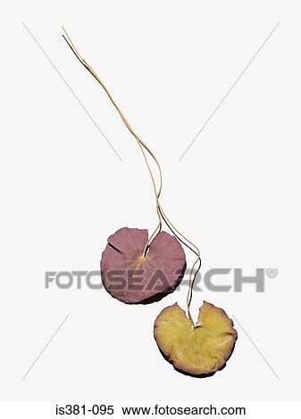 Stock Photography - Leaves. Fotosearch