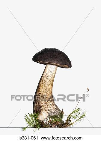 Mushroom View Large Photo Image Stock Image - Mushroom. Fotosearch