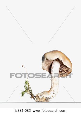 Mushroom View Large Photo Image Stock Image - Mushroom. Fotosearch