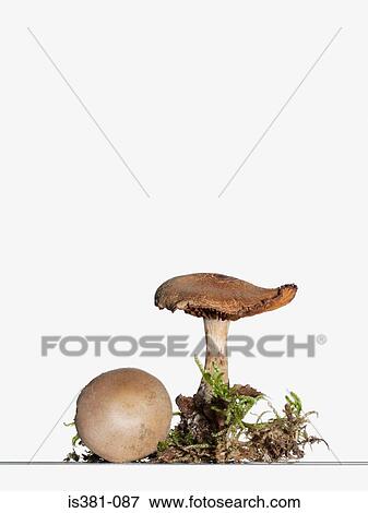 Mushrooms View Large Photo Image Stock Photo - Mushrooms. Fotosearch