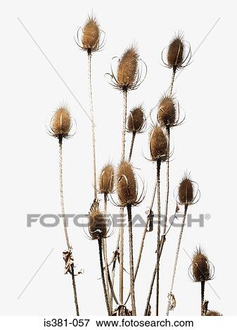 Teasel View Large Photo Image Stock Photo - Teasel. Fotosearch
