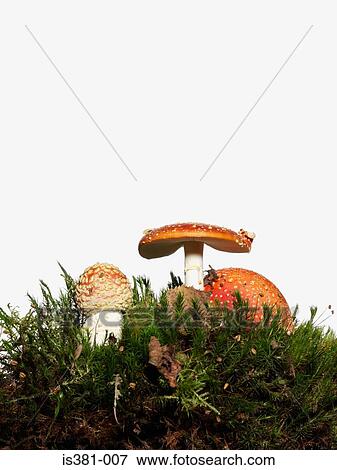 Toadstools View Large Photo Image Stock Photo - Toadstools. Fotosearch