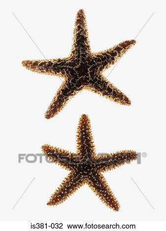 Stock Image - Two starfish. Fotosearch