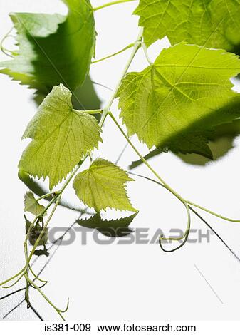 Vine leaves View Large Photo Image Stock Photo - Vine leaves. Fotosearch