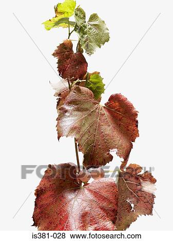 Vine leaves View Large Photo Image Stock Photo - Vine leaves. Fotosearch