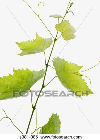 Vine leaves View Large Photo Image Stock Photography - Vine leaves. Fotosearch
