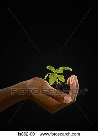 Stock Image - Person holding a seedling. Fotosearch