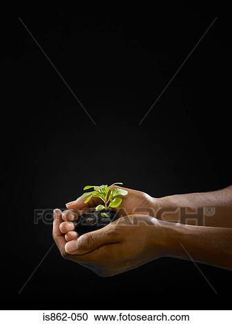 Person holding a seedling View Large Photo Image Stock Image - Person holding a seedling. Fotosearch