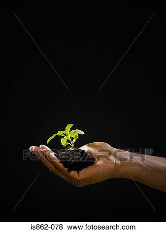Person holding a seedling View Large Photo Image Stock Photo - Person holding a seedling. Fotosearch