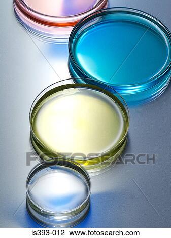 Four petri dishes View Large Photo Image Stock Image - Four petri dishes. Fotosearch