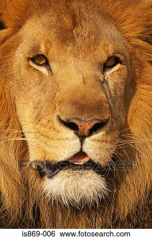 アフリカの ライオン 画像コレクション Is869 006 Fotosearch