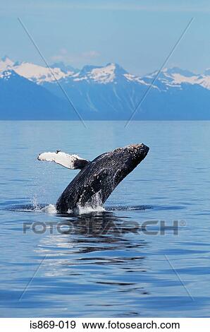 Stock Photo - A breaching humpback whale in alaska. Fotosearch