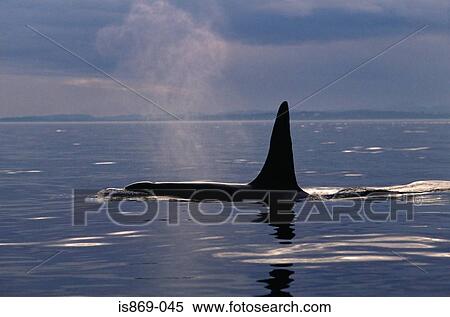 A killer whale surfacing View Large Photo Image Stock Photography - A killer whale surfacing. Fotosearch