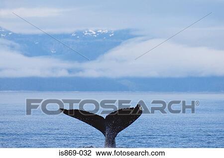 A whales tail View Large Photo Image Stock Image - A whales tail. Fotosearch