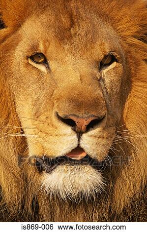 African lion View Large Photo Image Stock Photograph - African lion. Fotosearch