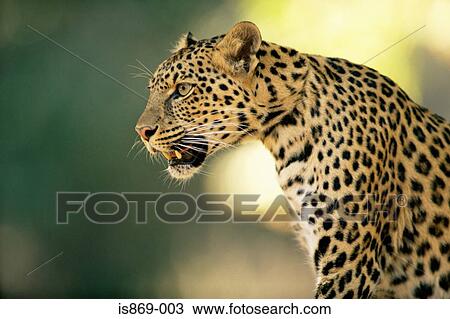 Asian leopard View Large Photo Image Stock Image - Asian leopard. Fotosearch