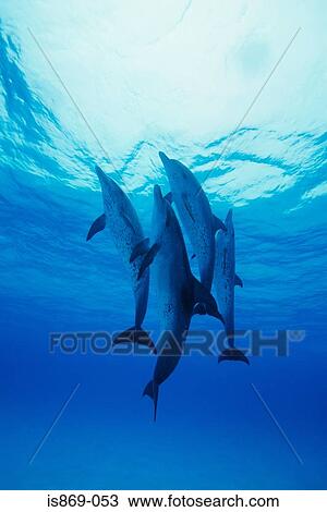 Atlantic spotted dolphins View Large Photo Image Stock Image - Atlantic spotted dolphins. Fotosearch