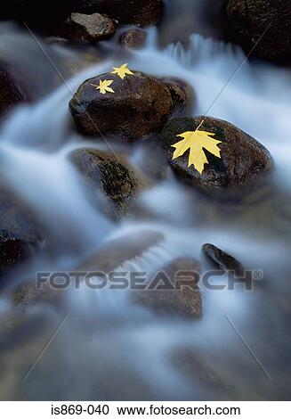 Bigleaf maple leaves on rocks in the merced river View Large Photo Image Stock Image - Bigleaf maple leaves on rocks in the merced river. Fotosearch