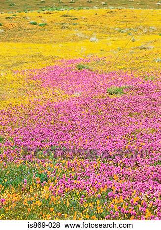 California poppies in antelope valley View Large Photo Image Stock Photo - California poppies in antelope valley. Fotosearch