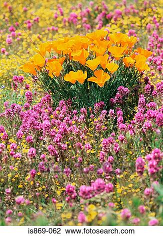 Stock Image - California poppy in the antelope valley. Fotosearch