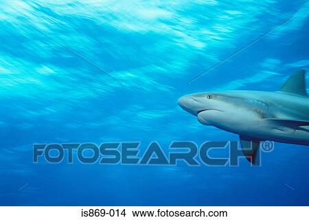 Caribbean reef shark View Large Photo Image Picture - Caribbean reef shark. Fotosearch