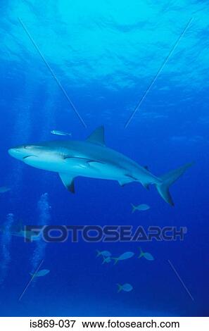 Caribbean reef shark View Large Photo Image Stock Photo - Caribbean reef shark. Fotosearch