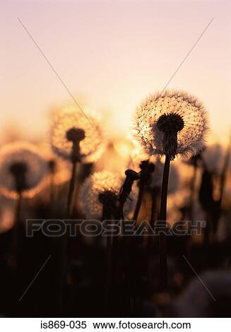 Stock Photography - Dandelions. Fotosearch
