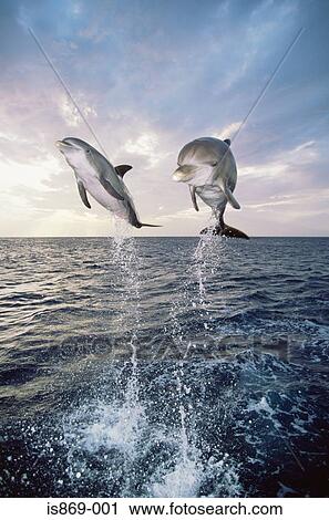 Dolphins jumping out of the sea View Large Photo Image Stock Image - Dolphins jumping out of the sea. Fotosearch