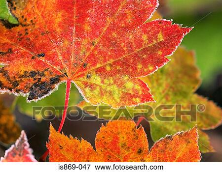Frost on vine maple leaves View Large Photo Image Stock Photo - Frost on vine maple leaves. Fotosearch
