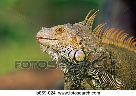 Green iguana View Large Photo Image Picture - Green iguana. Fotosearch