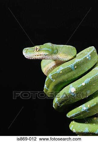 Green tree python View Large Photo Image Stock Image - Green tree python. Fotosearch