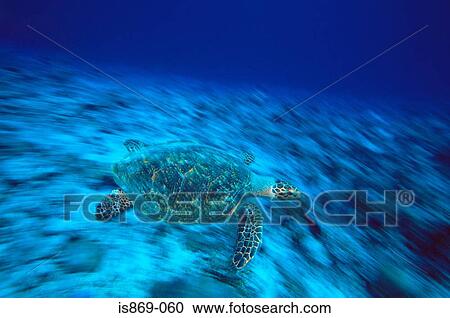 Hawksbill sea turtle View Large Photo Image Stock Image - Hawksbill sea turtle. Fotosearch