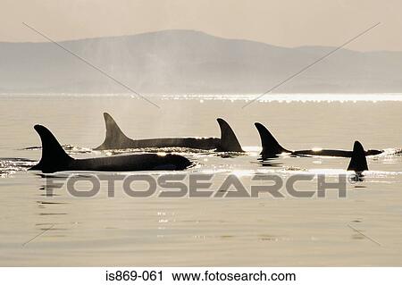 Stock Image - Killer whales surfacing. Fotosearch